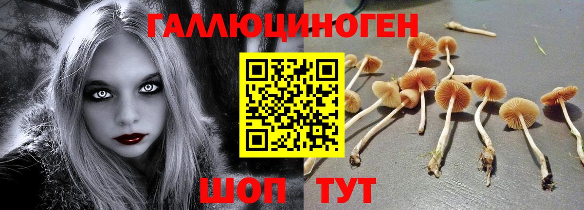 Псилоцибиновые грибы Psilocybine cubensis Волхов